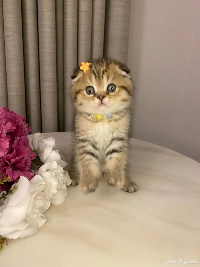 قطط للبيع سكوتش فولد 2