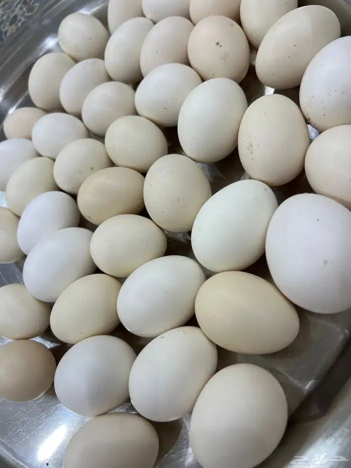 بيض دجاج بلدي طازج اللي عنده فقاصات ويبغى بيض بلدي موجود 0