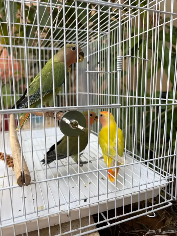 فروخ روز مفطومه ومحجله 8