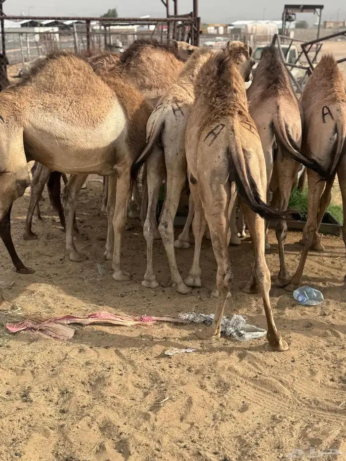 قعدان للبيع كفووو الموقع نجران فيه توصيل 1