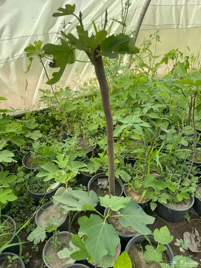 شتلات تين Fig Trees 6