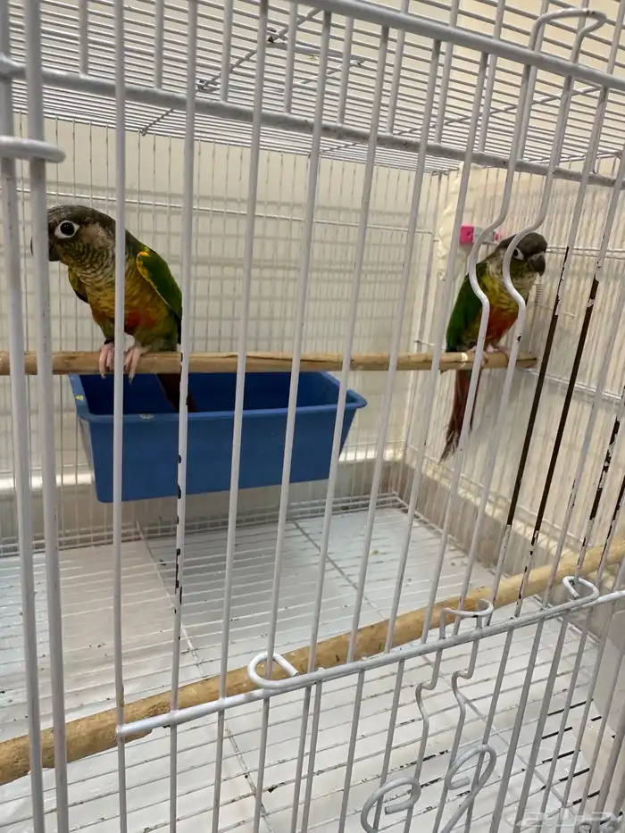 زوج كنيور بفروخه تم البيع 3