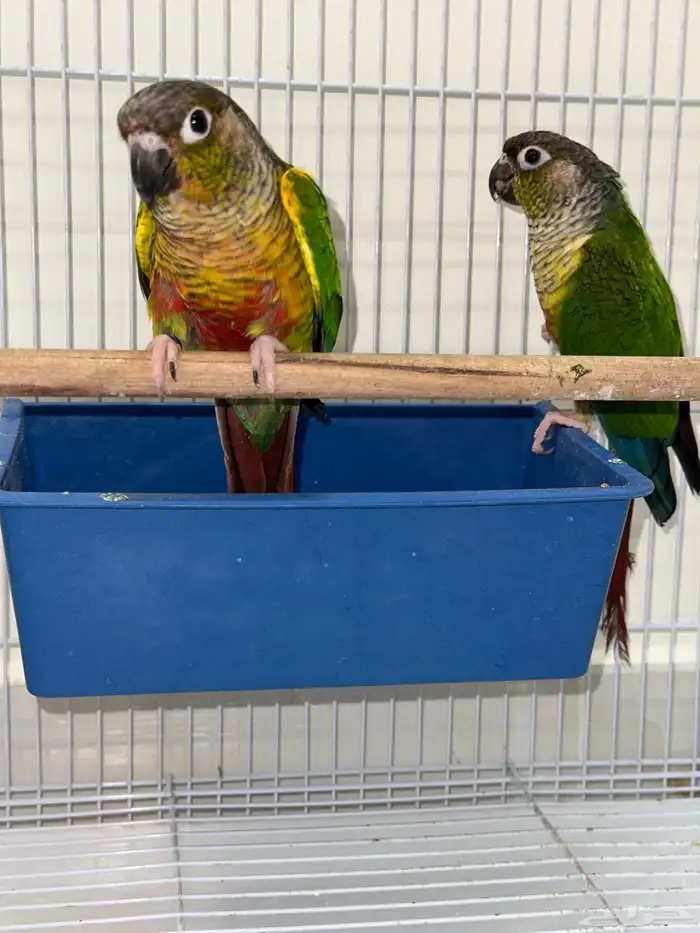 زوج كنيور بفروخه تم البيع 0