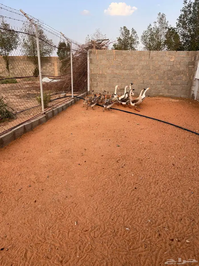 وز عراقي صغير 0