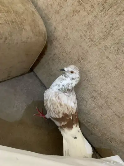 حمام للبيع 2