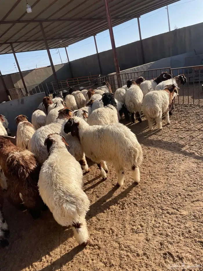 نعيم رخال وطليان 100 تمارا 6