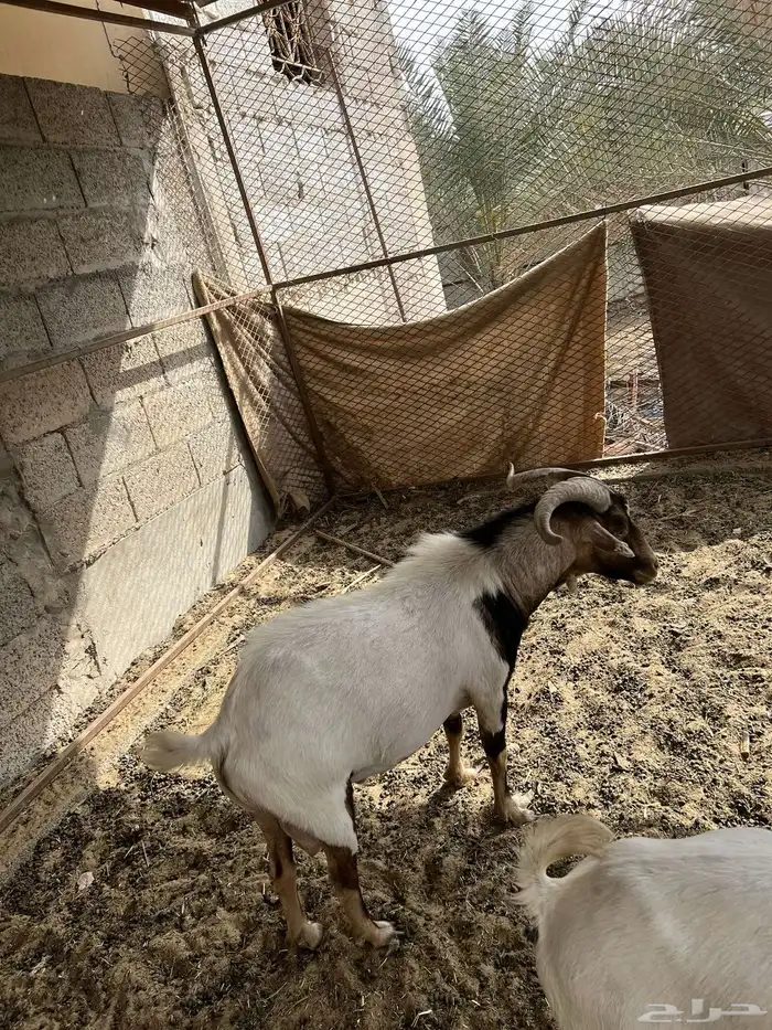 تيس عماني مهجن جنوبي 2