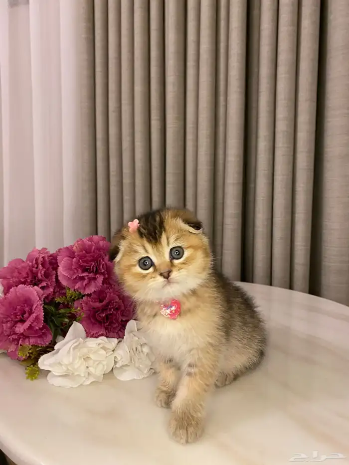 قطط للبيع سكوتش فولد 5