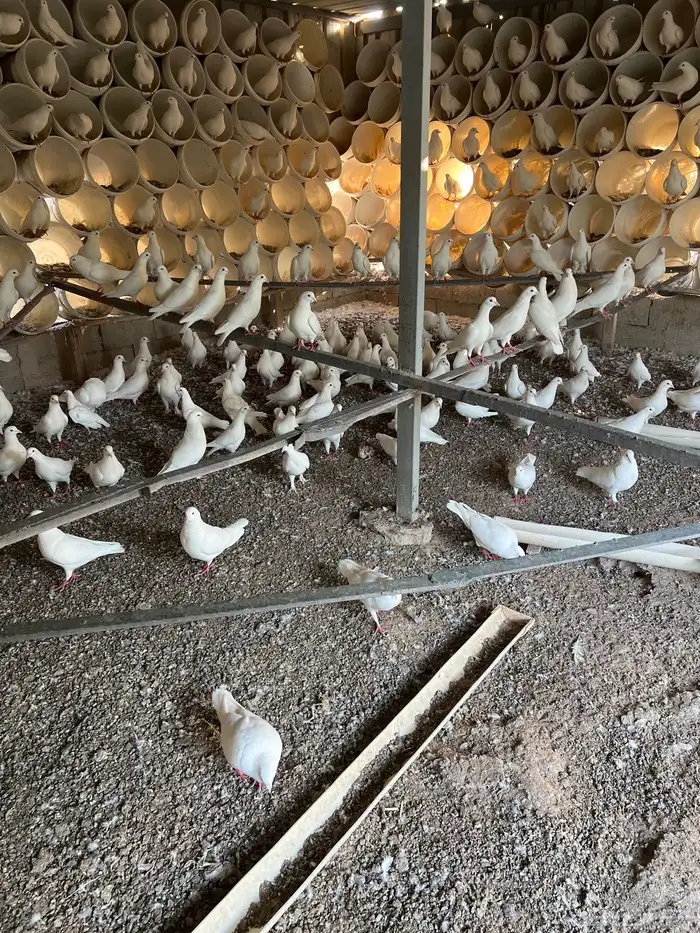 حمام فرنسي خمسين جوز 0