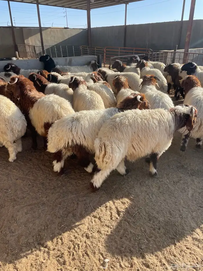 نعيم رخال وطليان 100 تمارا 3