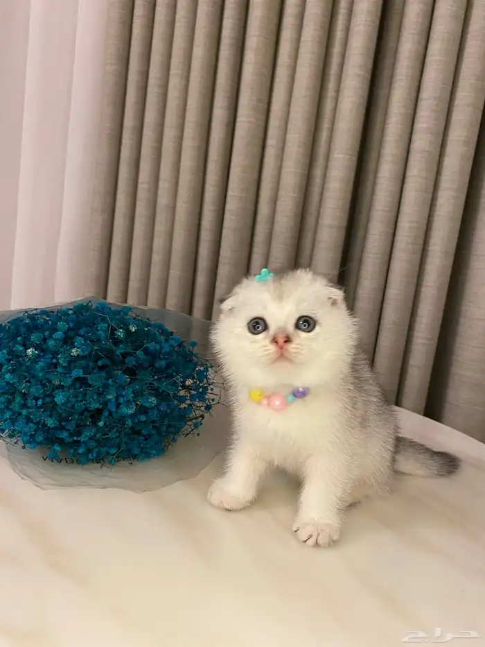 قطط للبيع سكوتش فولد 7