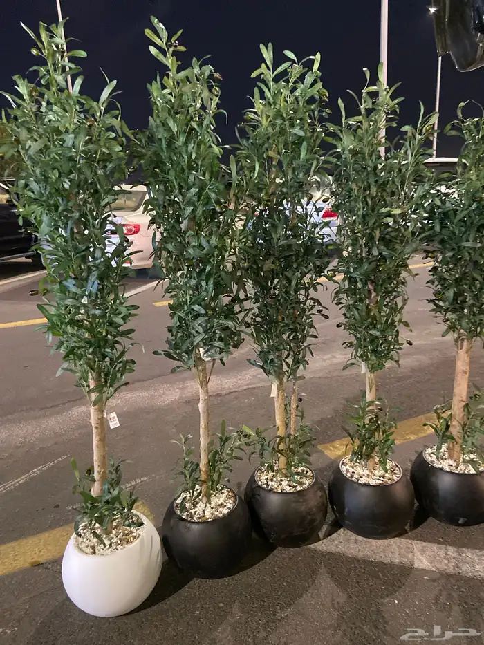 شجرة زيتون جذع طبيعي 2