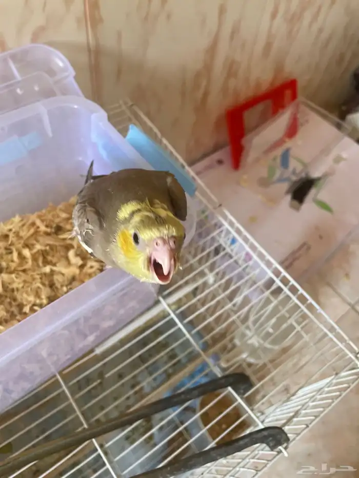 فرخ كروان هدد نهايه غر تم البيع 0