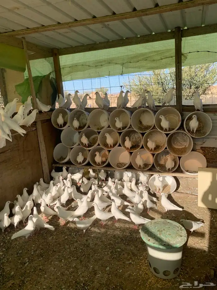 طبات فرنسي سوبر جامبو 0