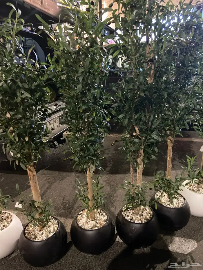 شجرة زيتون جذع طبيعي 1