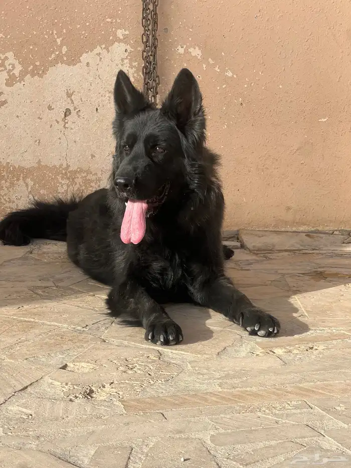 كلب جيرمن شيبرد بلاك 1