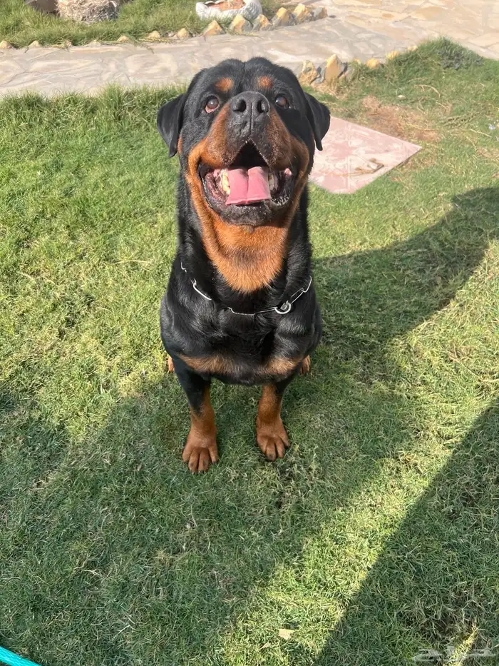 روت وايلر للتلقيح 0