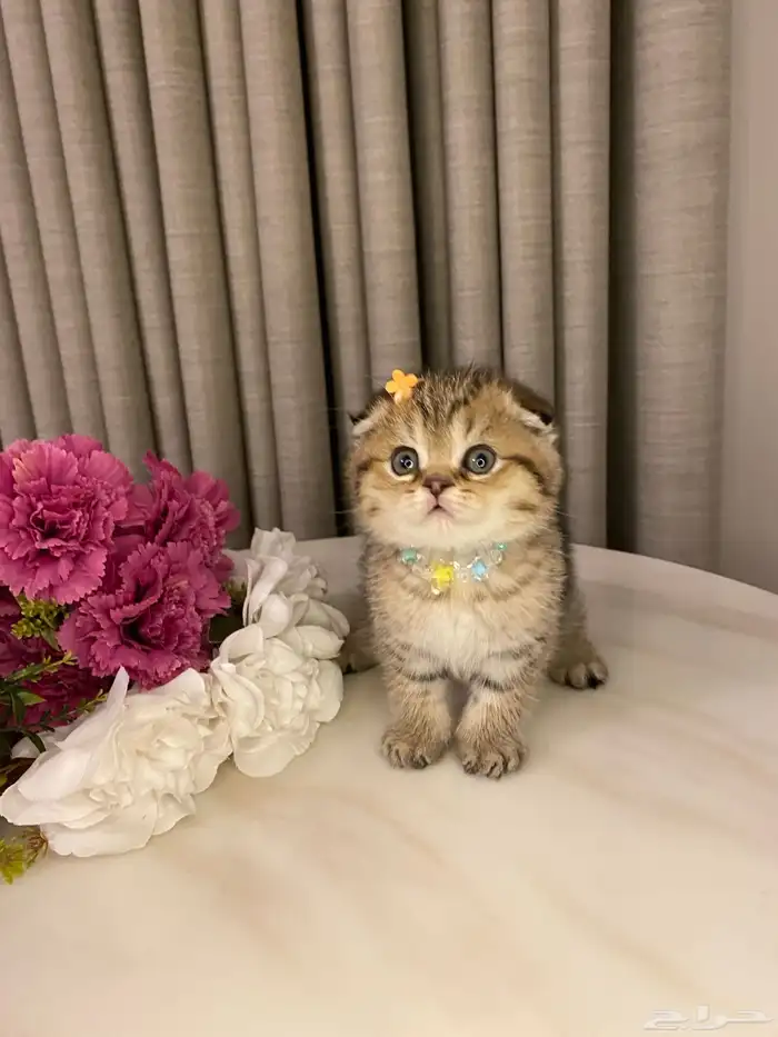 قطط للبيع سكوتش فولد 3