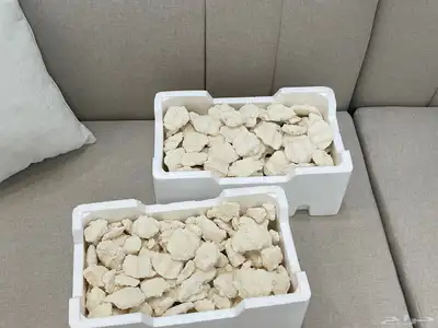 يوجد بقل نظيف جديد هشش 0