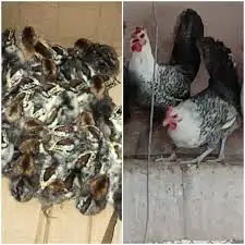 صوص دجاج فيومي 0