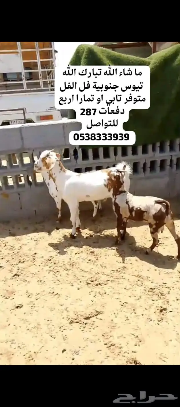 متوفر تابي و تمارا اقساط خرفان حري نعيمي تيوس 0
