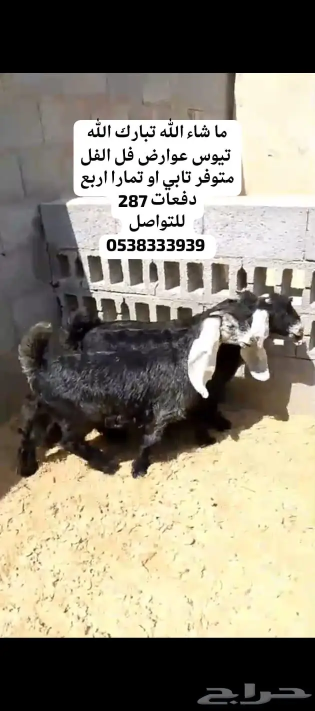 متوفر تابي و تمارا اقساط خرفان حري نعيمي تيوس 2