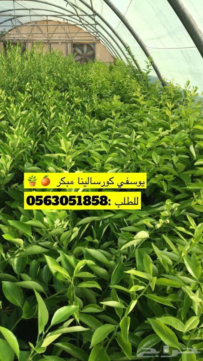 اشجار حمضيات للبيع 11