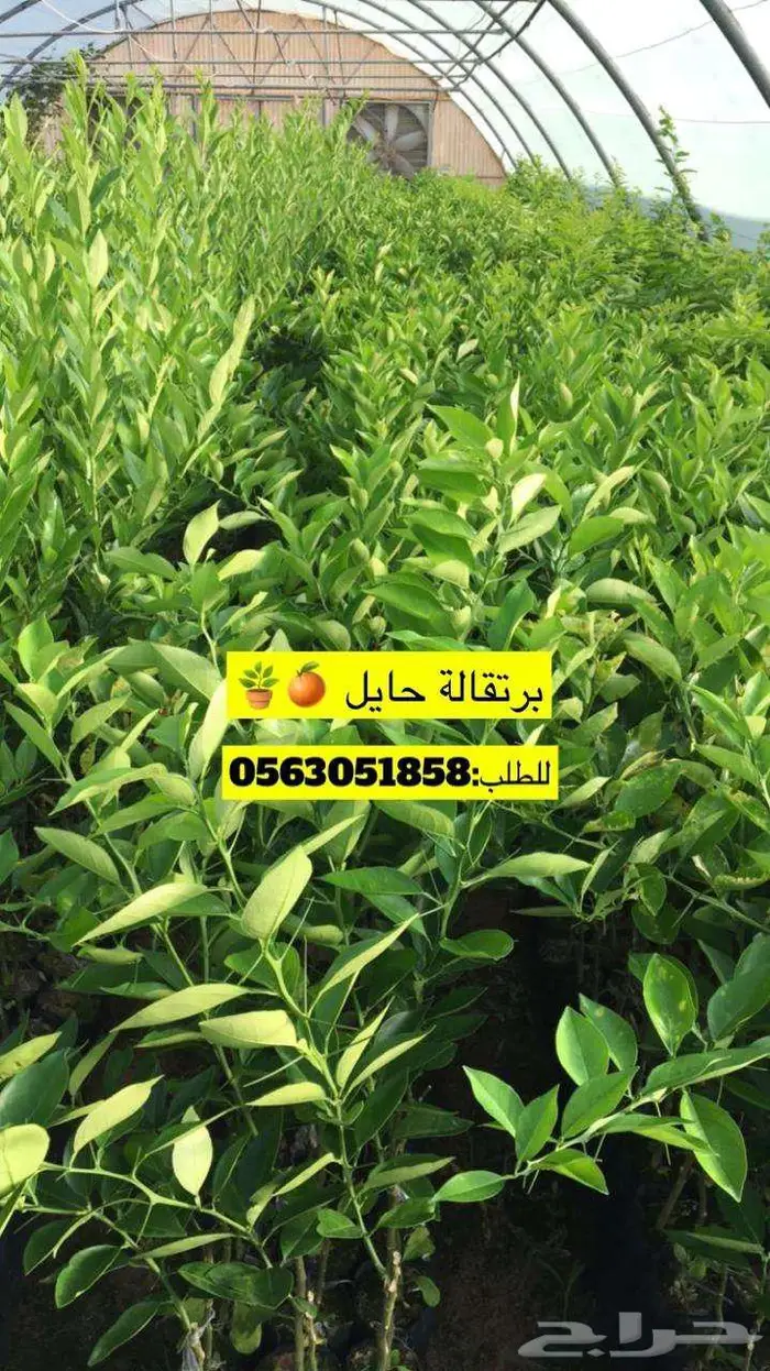 اشجار حمضيات للبيع 12