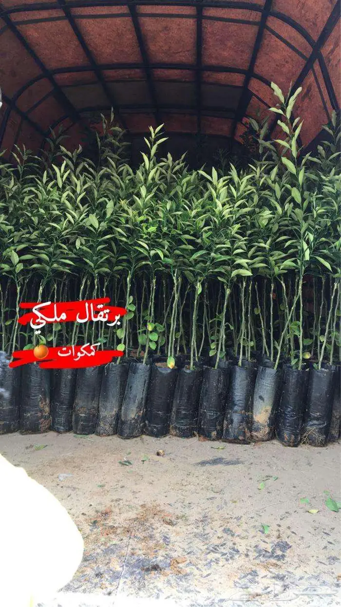 اشجار حمضيات للبيع 6
