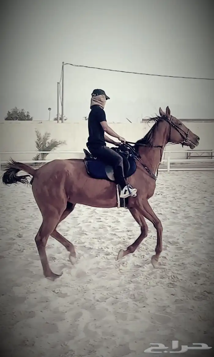 مدرب فروسيه سوري الجنسيه 0
