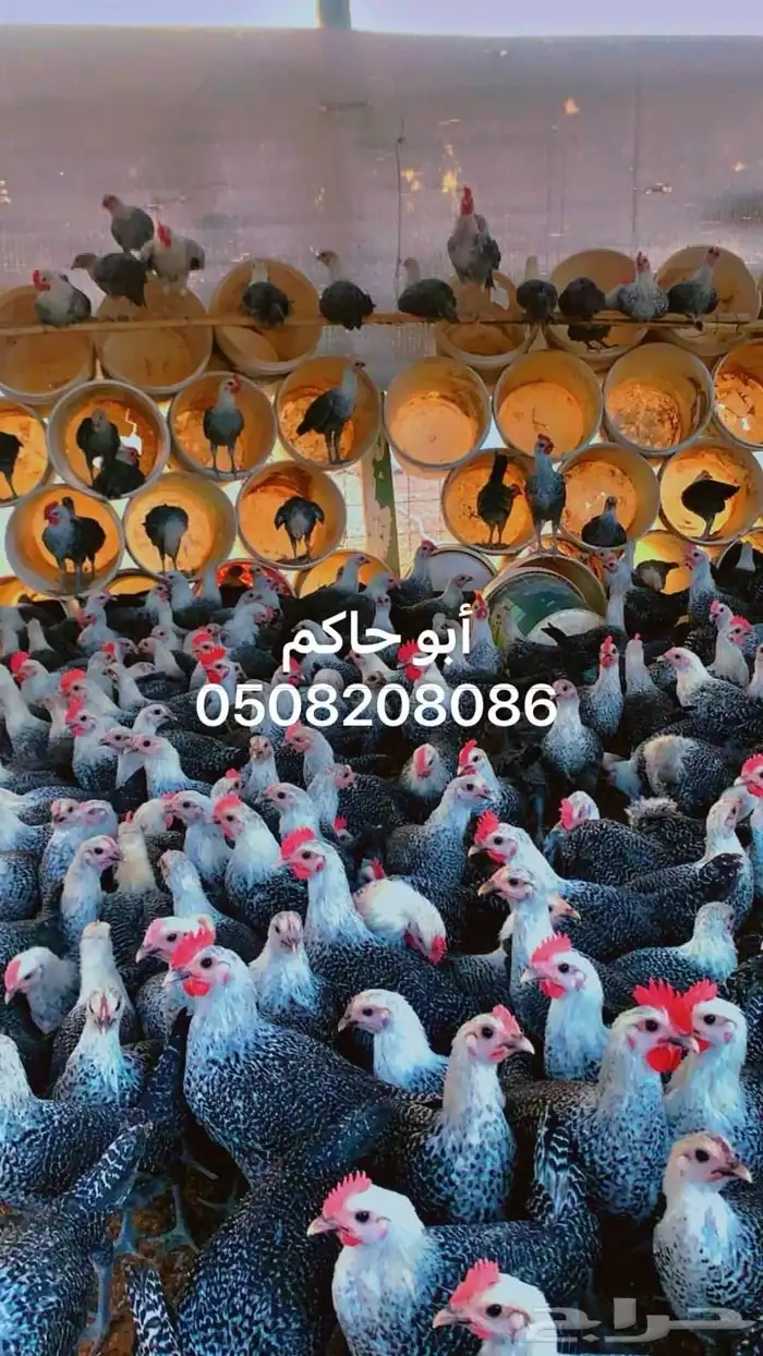 فروخ فيومي شبابي 2