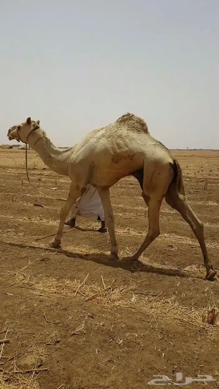 بكره لقيه 2