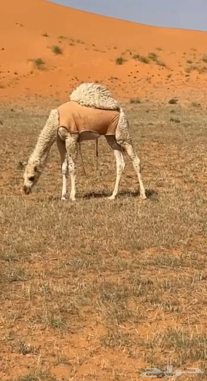 قعود للبيع طايش فل شحم 0