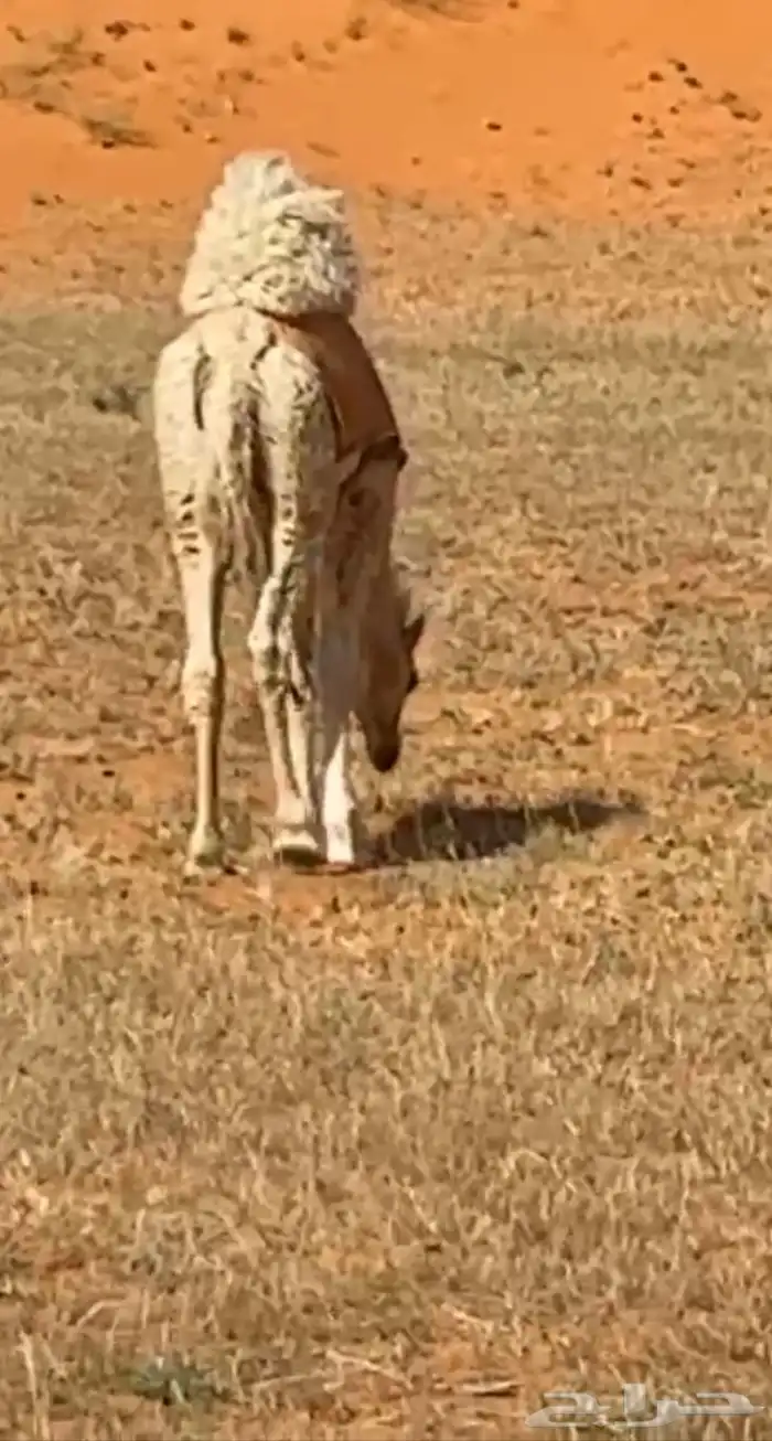 قعود للبيع طايش فل شحم 1