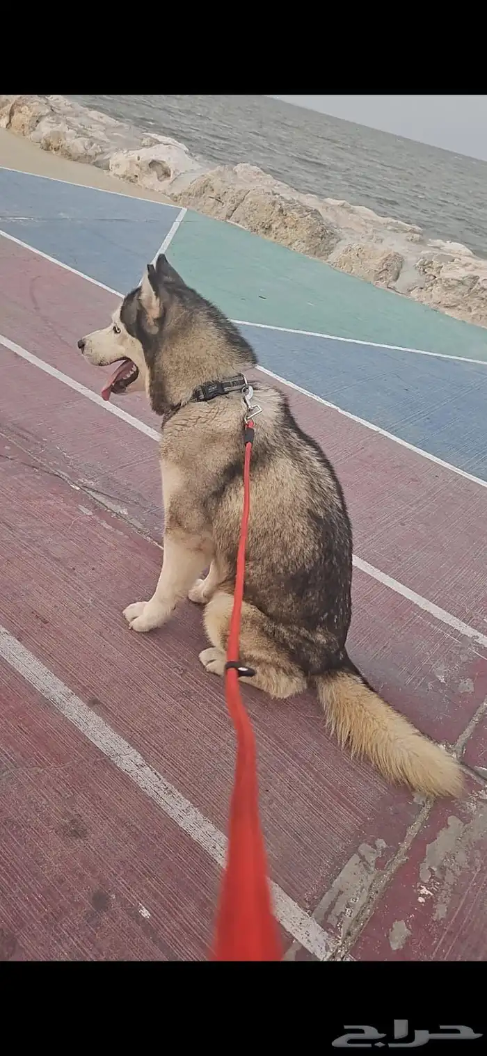 هاسكي 0