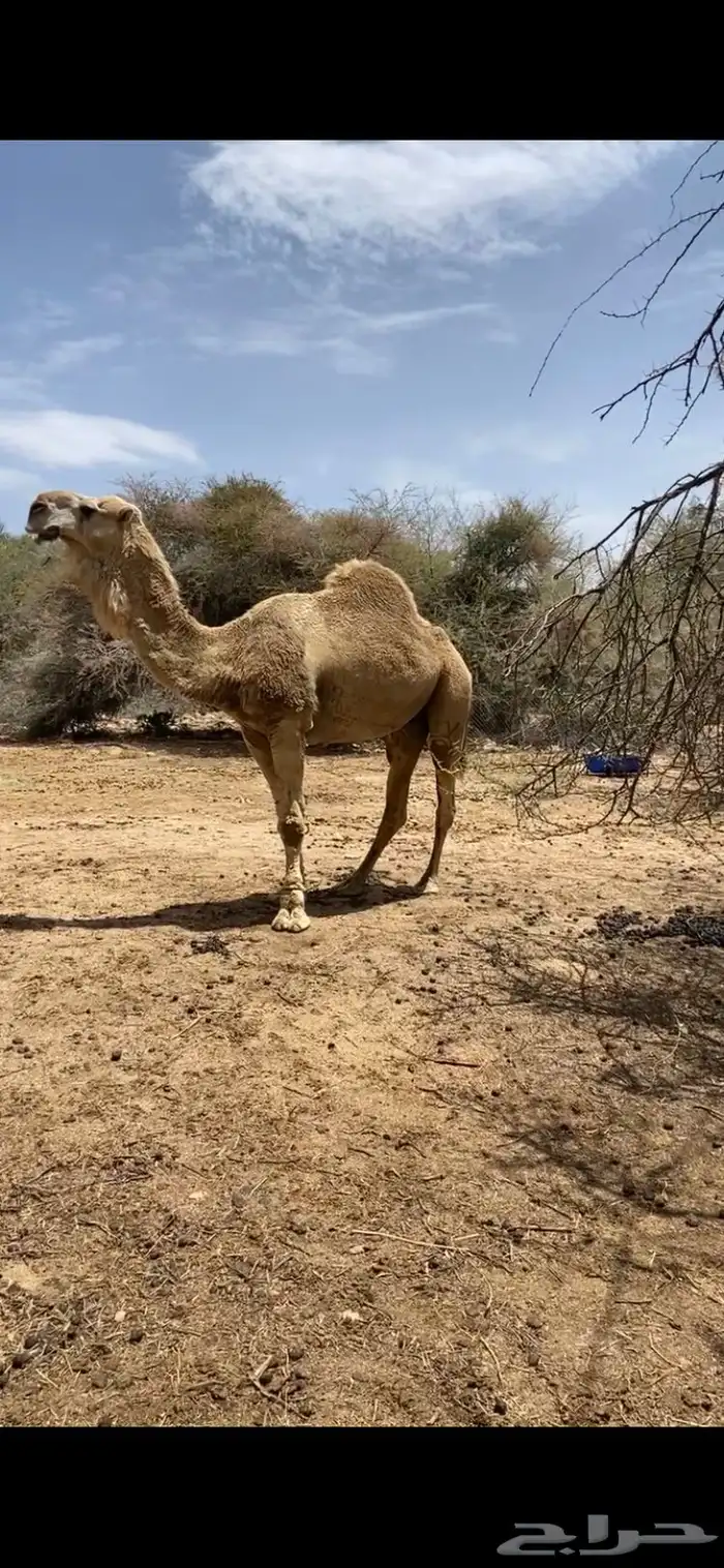 بعير للبيع 0