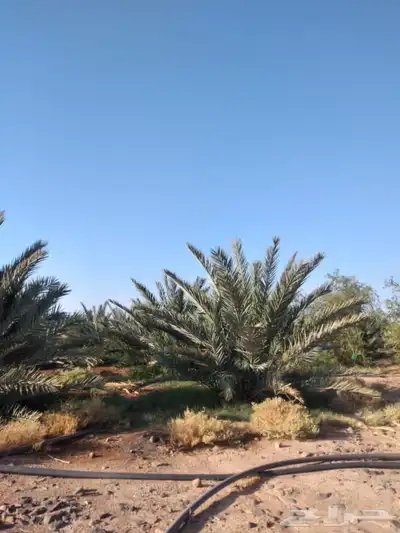 مزرعة للايجار 0