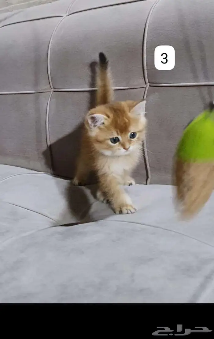 قطط برتش وسكوتش 4