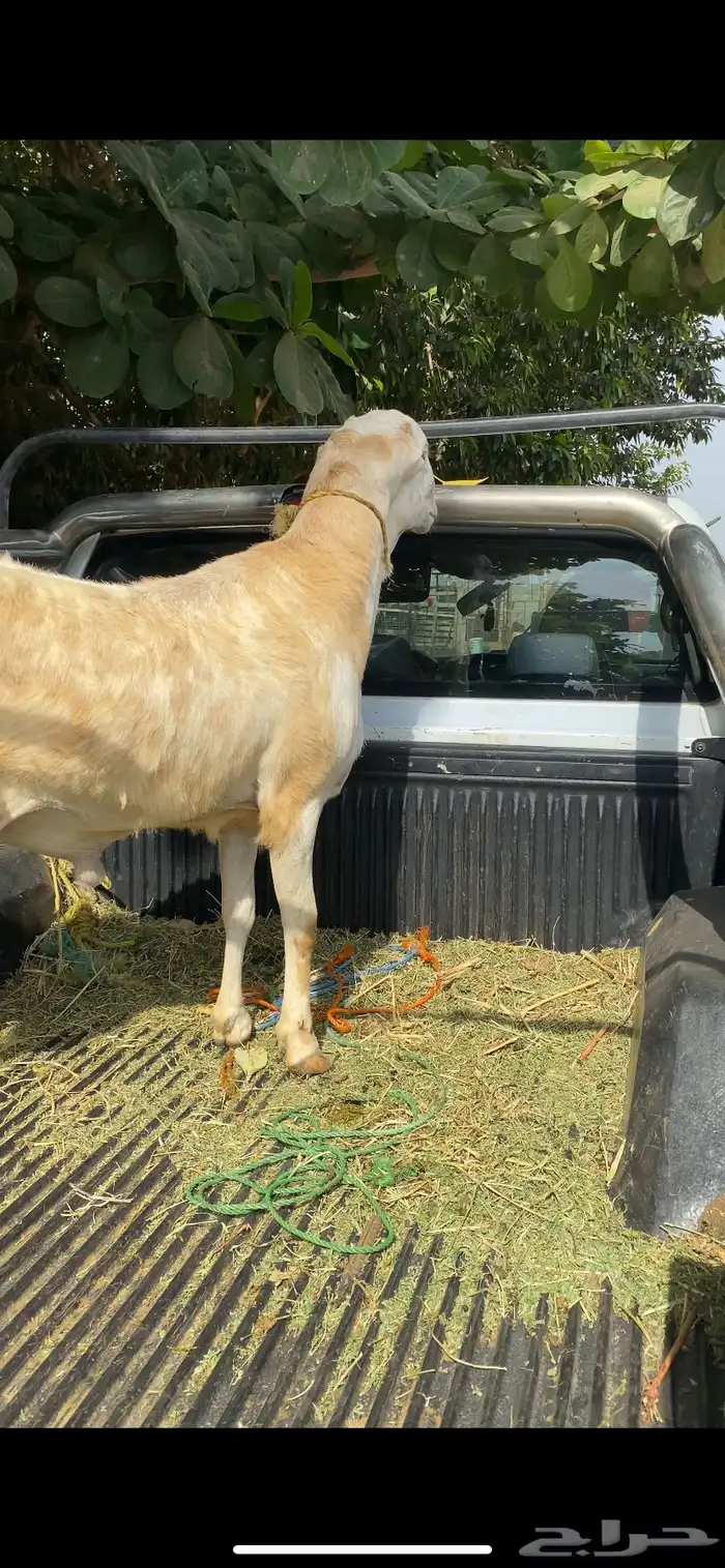 مشروع كبش فحل جرم نادر جدا 9