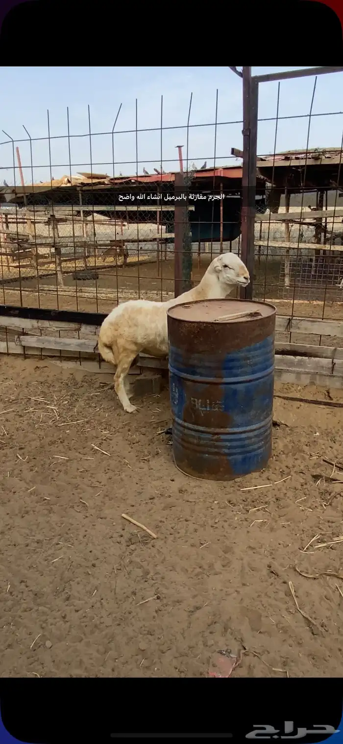 مشروع كبش فحل جرم نادر جدا 2