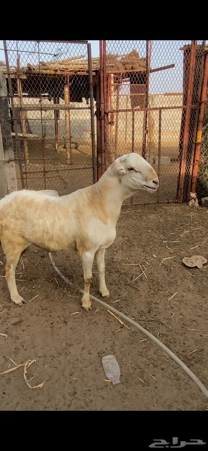 مشروع كبش فحل جرم نادر جدا 0