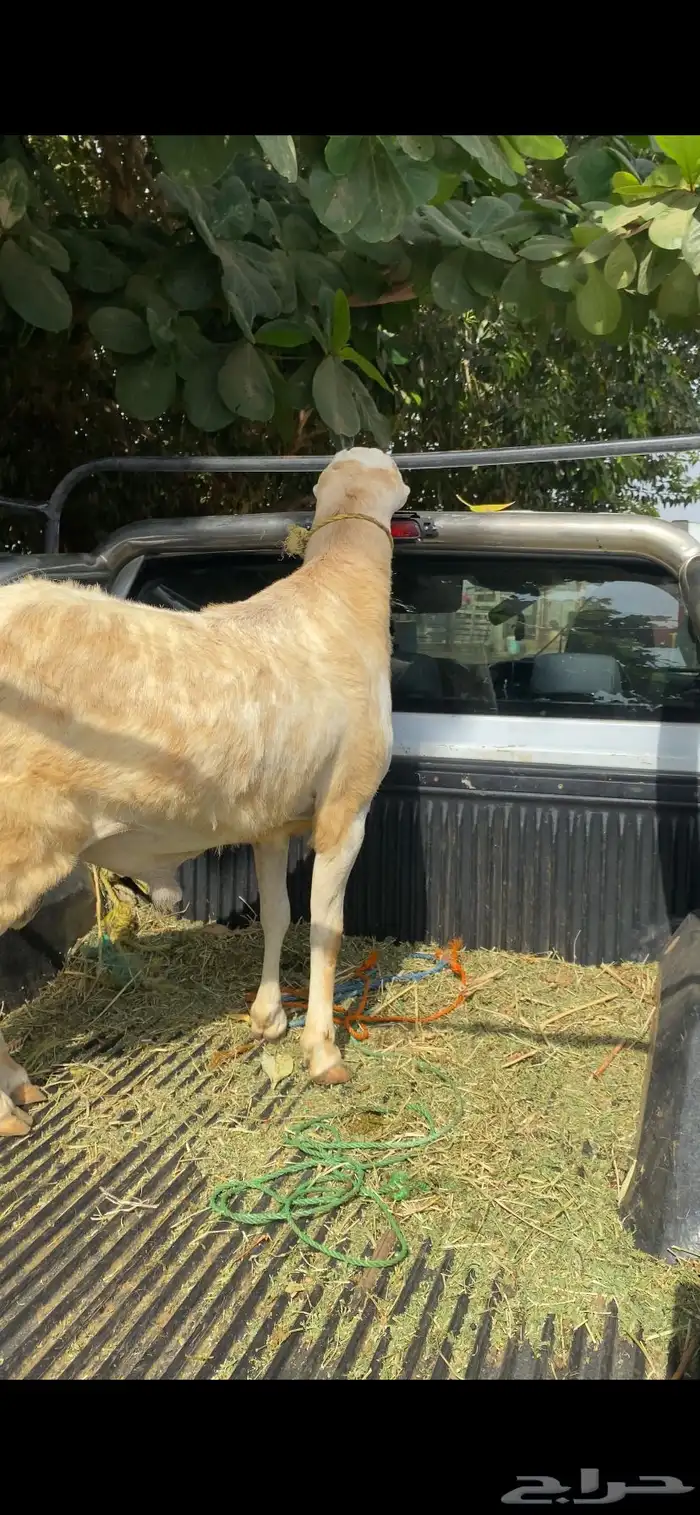 مشروع كبش فحل جرم نادر جدا 10