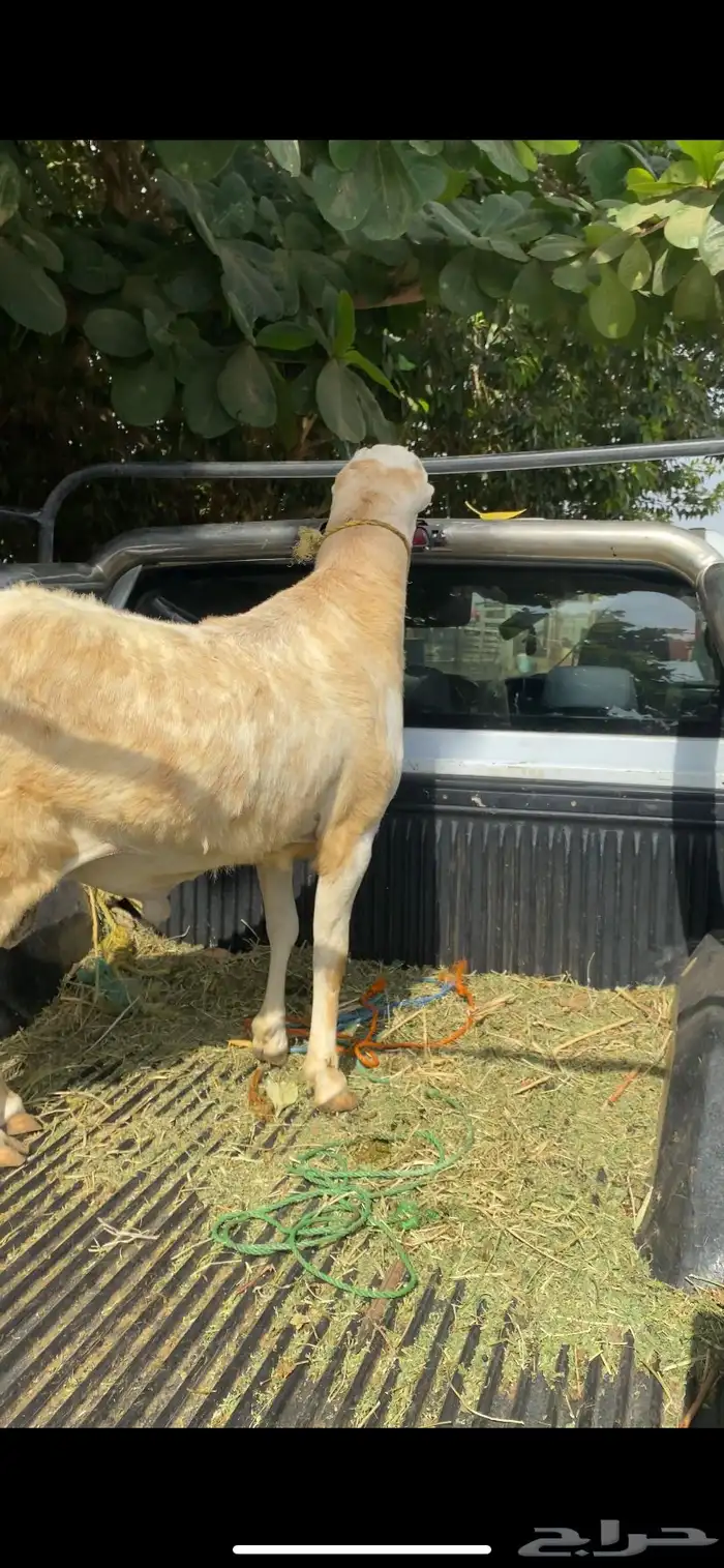مشروع كبش فحل جرم نادر جدا 15