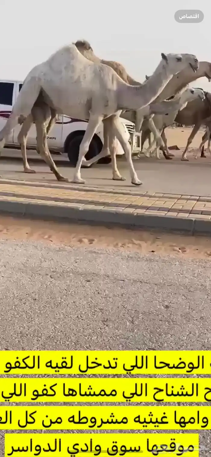 حقه رمانيه بداوه 0