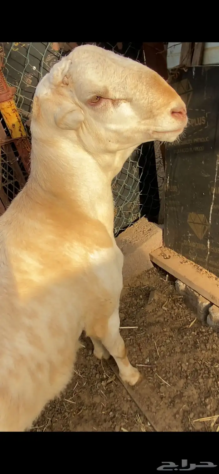 مشروع كبش فحل جرم نادر جدا 1