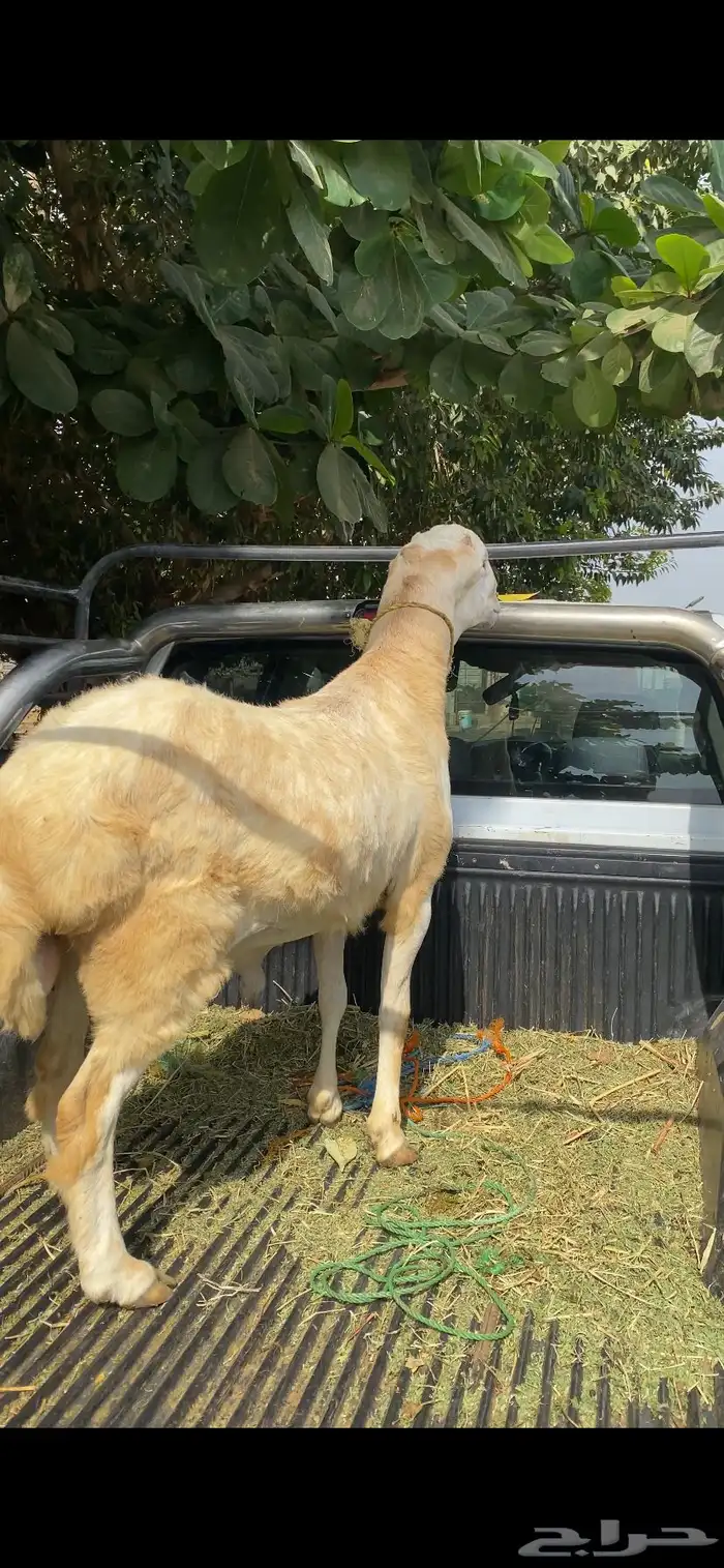 مشروع كبش فحل جرم نادر جدا 6