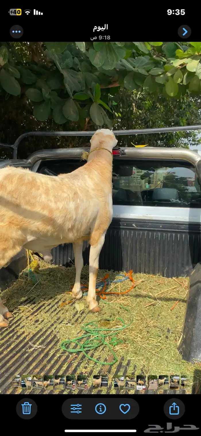 مشروع كبش فحل جرم نادر جدا 7