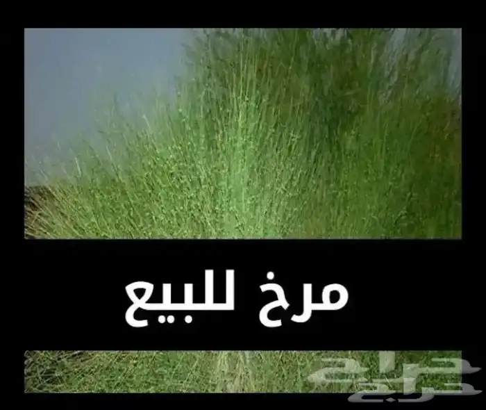 مرخ طازه وخضر شرط 0