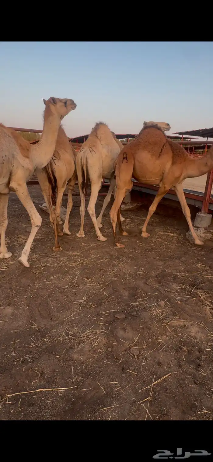 قعدان للبيع كفووو الموقع نجران فيه توصيل 3