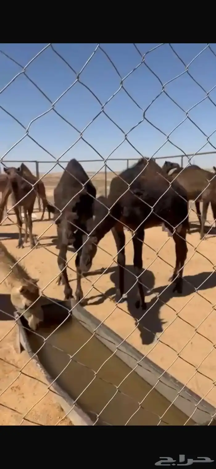 حشو للبيع 2